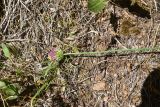 genus Allium. Верхушка сорванного растения с развивающимся соцветием. Турция, ил Артвин, окр. храма Отхта, луг. 13 июня 2026 г.