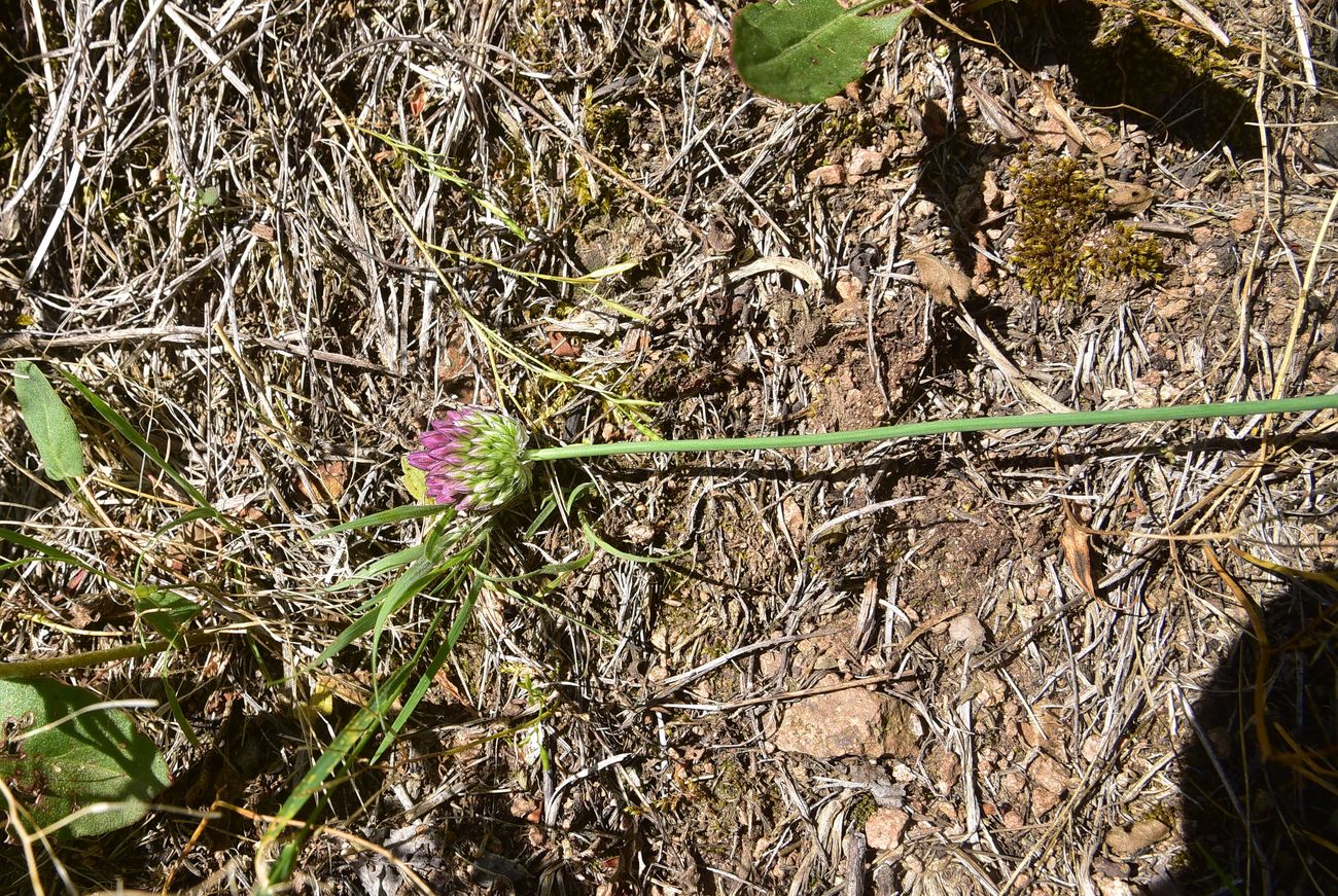 Image of genus Allium specimen.