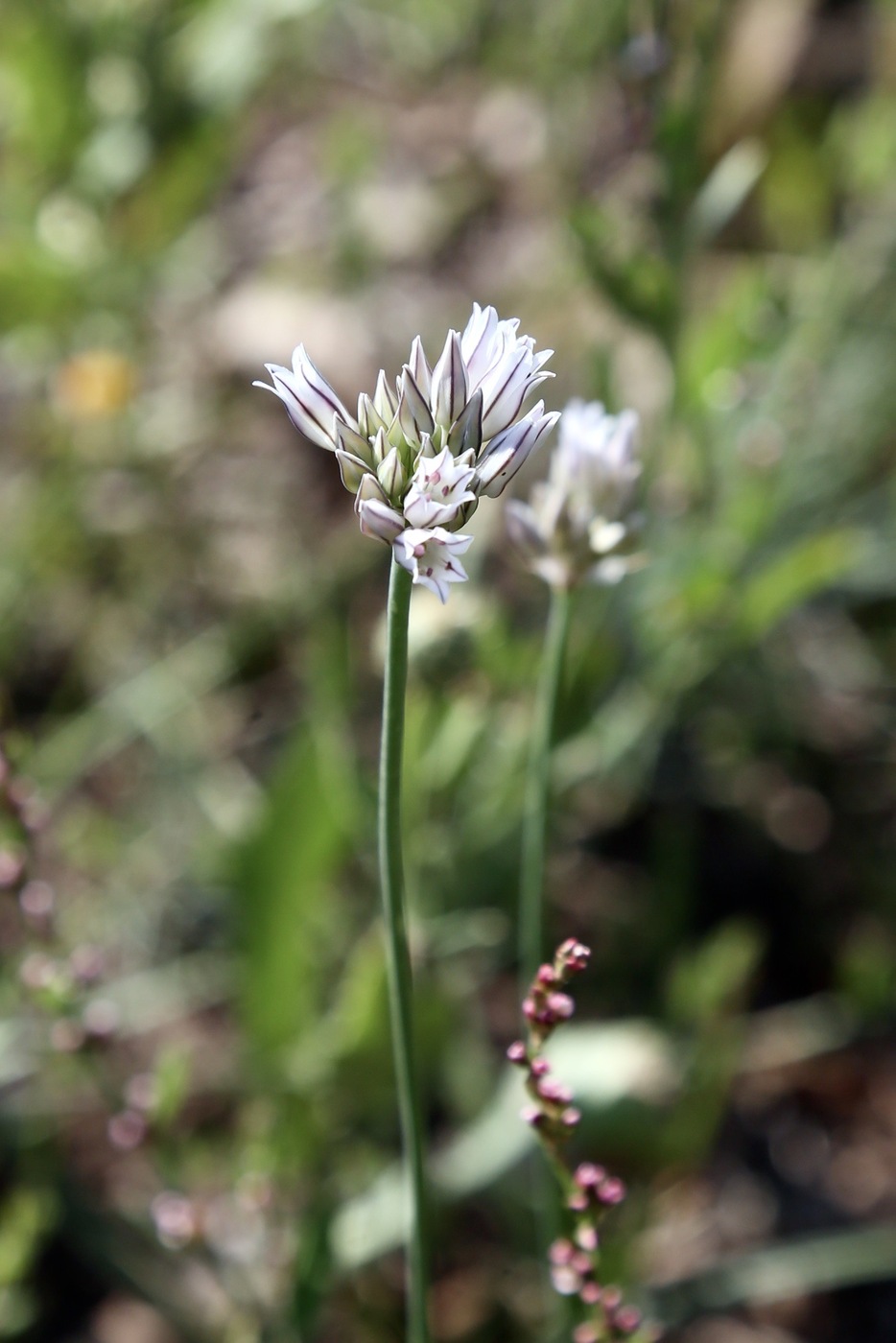Изображение особи Allium korolkowii.