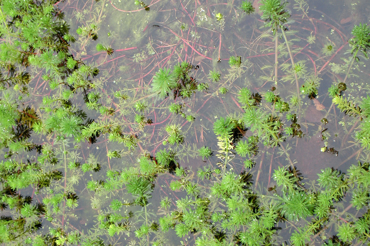 Image of genus Myriophyllum specimen.