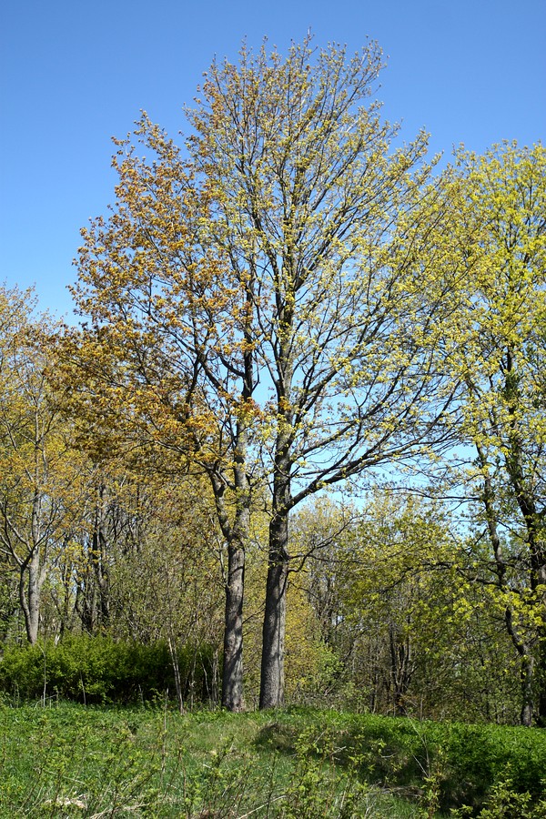 Image of Acer platanoides specimen.