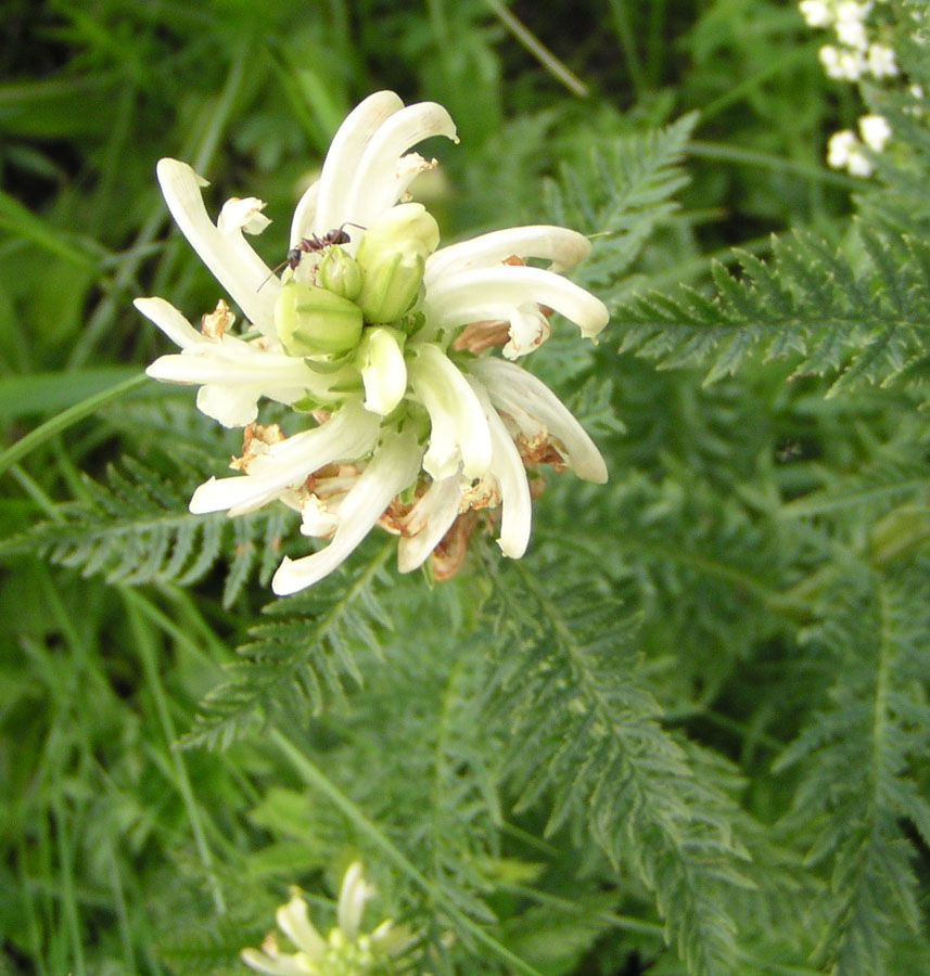 Image of Pedicularis sibirica specimen.