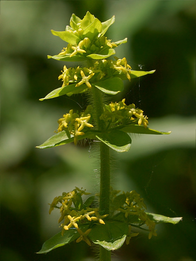 Image of Cruciata laevipes specimen.