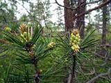 Pinus friesiana. Веточки с микростробилами. Мурманская обл., окрестности пгт Росляково, сосновый колок на берегу губы Грязная. 11.06.2011.