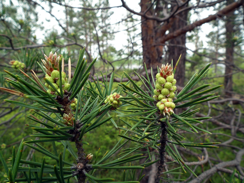 Изображение особи Pinus friesiana.