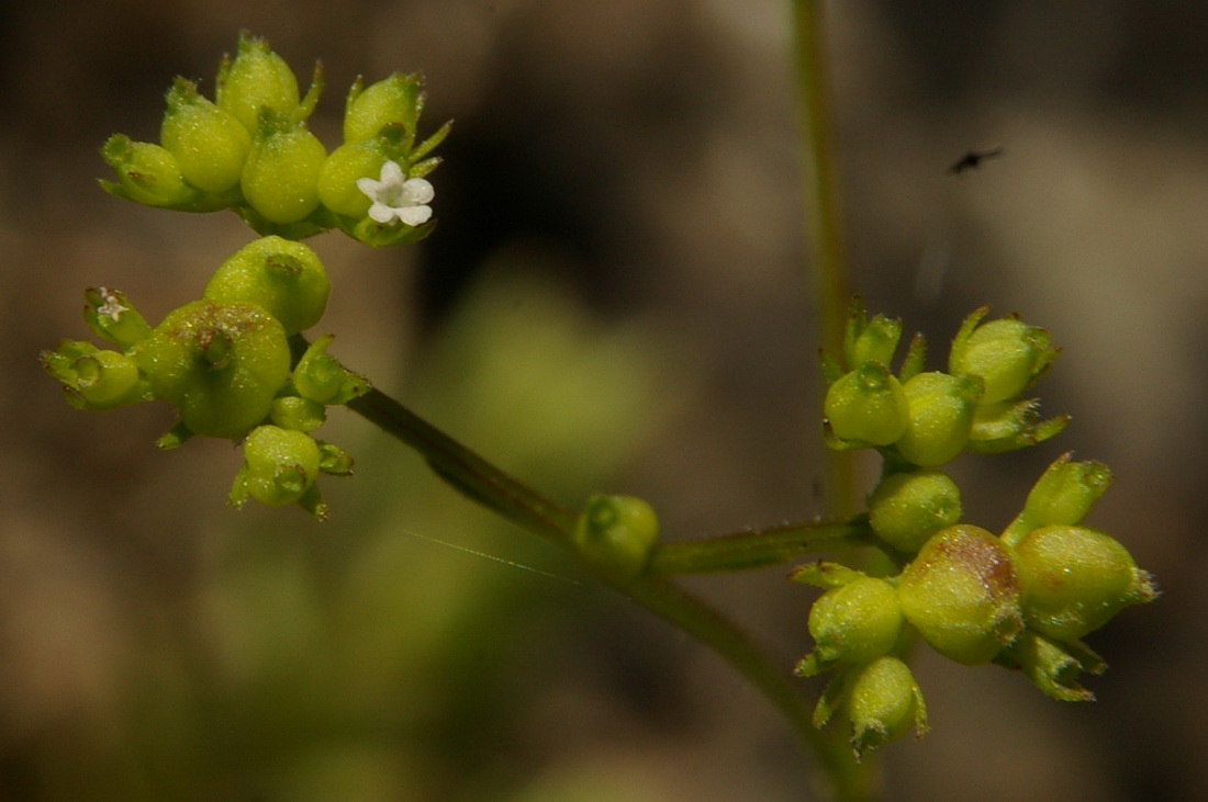 Image of Valerianella rimosa specimen.