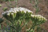 Achillea pannonica. Соцветия. Крым, Севастополь, окр. ст. Инкерман-2. 24 июня 2011 г.