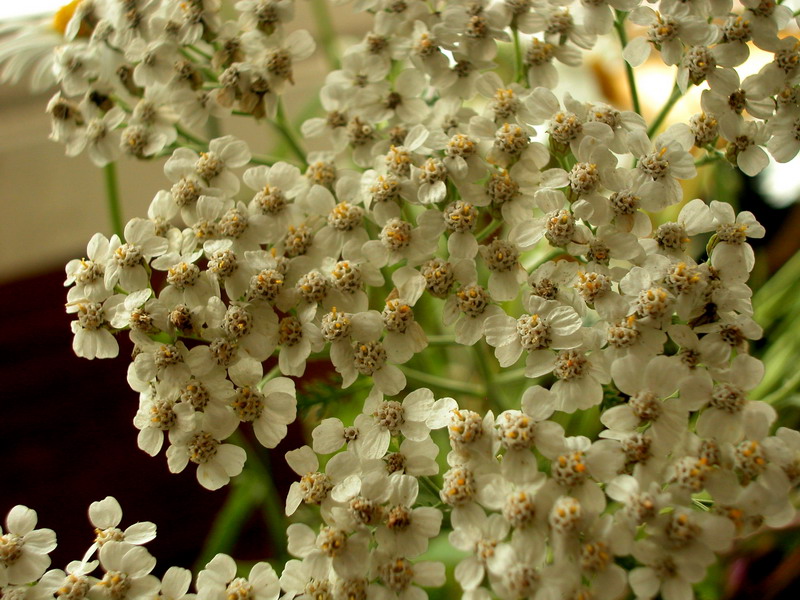 Image of Achillea millefolium specimen.