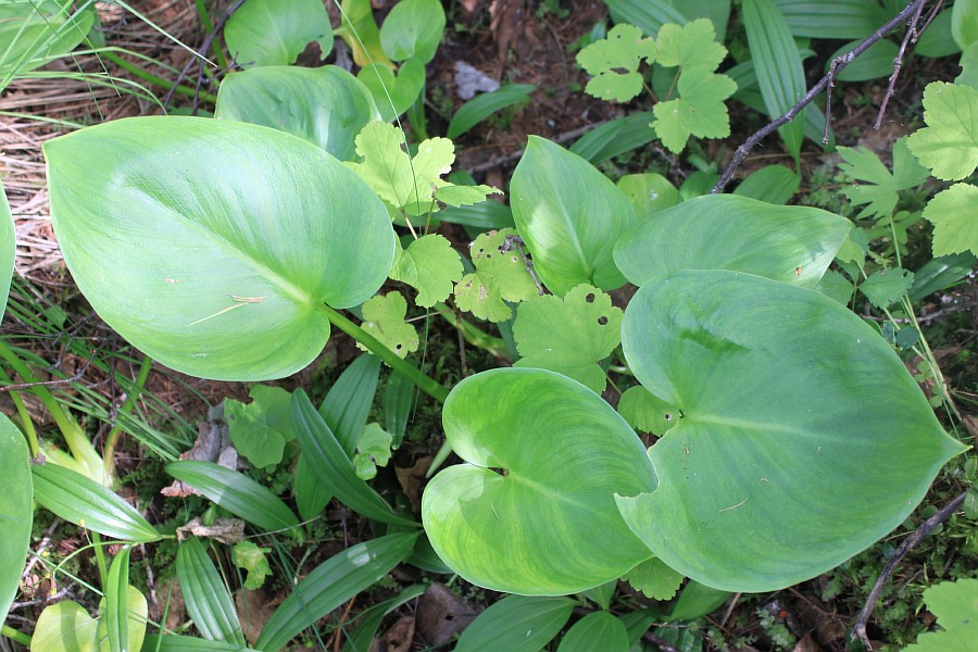 Image of Calla palustris specimen.