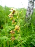 Epipactis helleborine