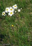 Pyrethrum clusii. Верхушка цветущего растения. Украина, Ивано-Франковская обл., Надворнянский р-н, природный заповедник \"Горганы\", горный луг. 18 июня 2011 г.