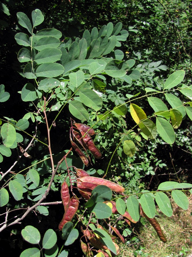 Image of Robinia pseudoacacia specimen.