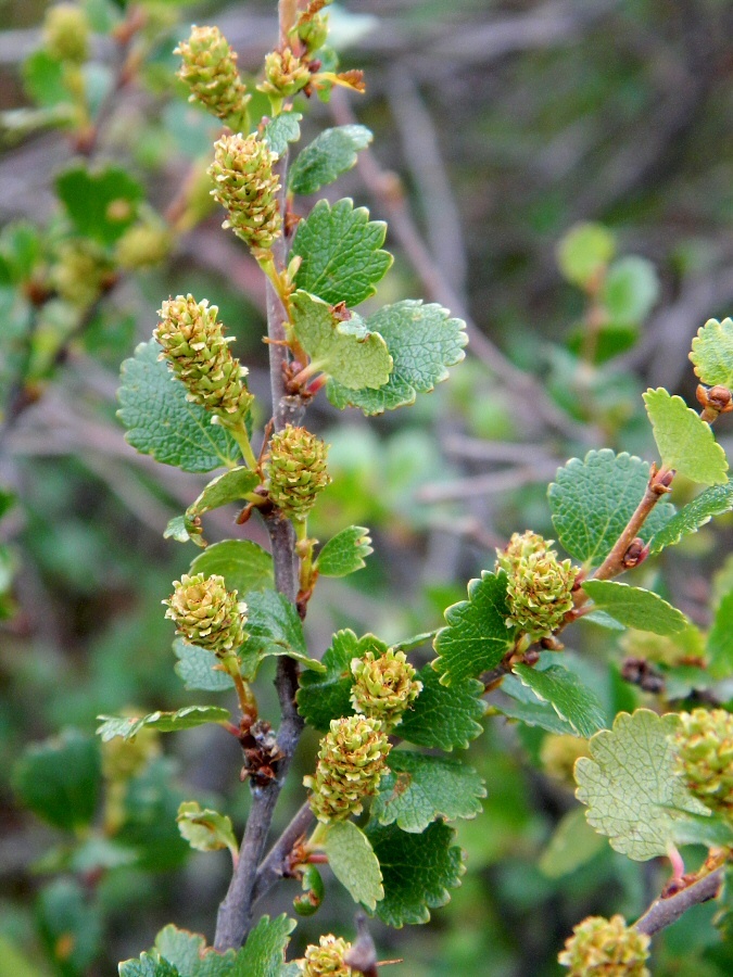 Изображение особи Betula nana.