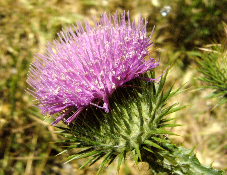 Image of Onopordum acanthium specimen.