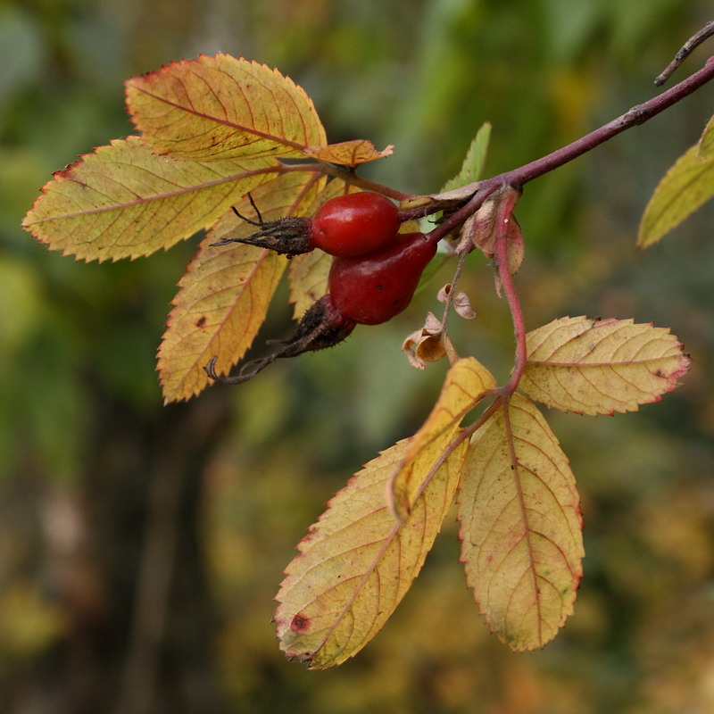 Image of Rosa glabrifolia specimen.