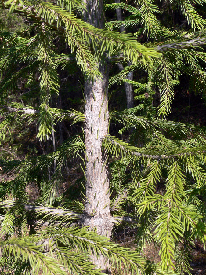 Image of Picea obovata specimen.