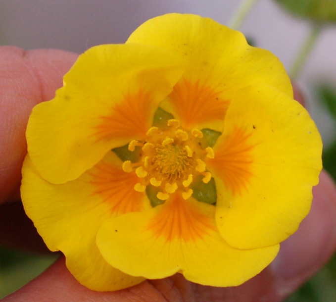 Image of genus Potentilla specimen.