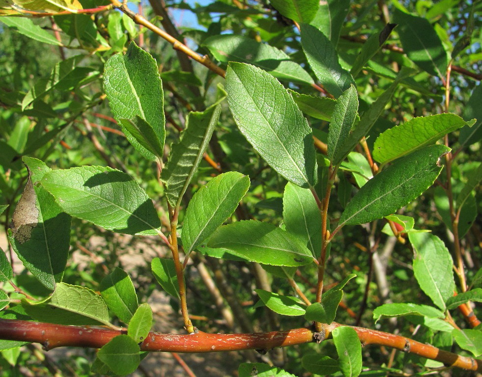 Image of Salix × tetrapla specimen.