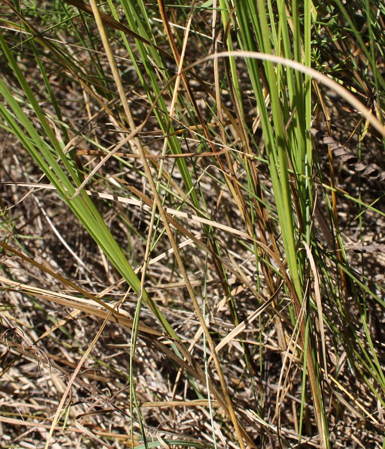 Image of Carex melanostachya specimen.