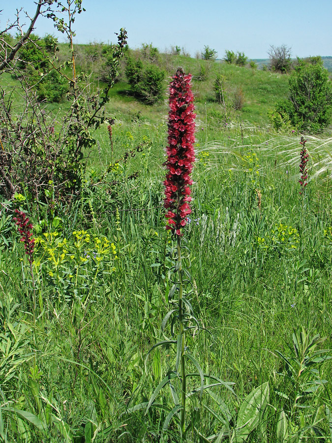 Image of Echium russicum specimen.