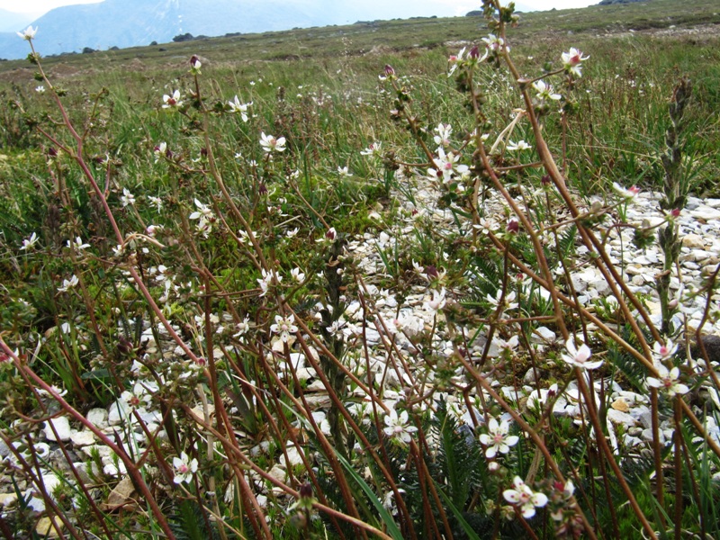 Изображение особи Micranthes foliolosa.