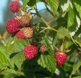 Rubus idaeus. Ветвь с созревающими и зрелыми плодами. Московская обл., Раменский р-н, окр. дер. Хрипань, дачный участок. 20.07.2004.