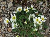 Papaver pseudocanescens subspecies udocanicum. Цветущие растения. Забайкалье, хребет Кодар. 27.07.2007.