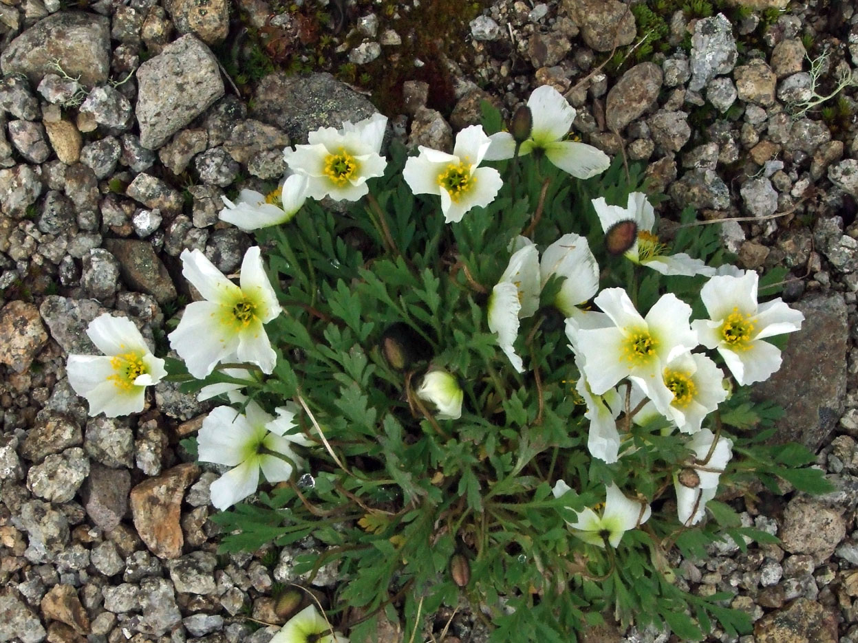 Изображение особи Papaver pseudocanescens ssp. udocanicum.