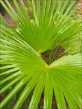 Trachycarpus fortunei