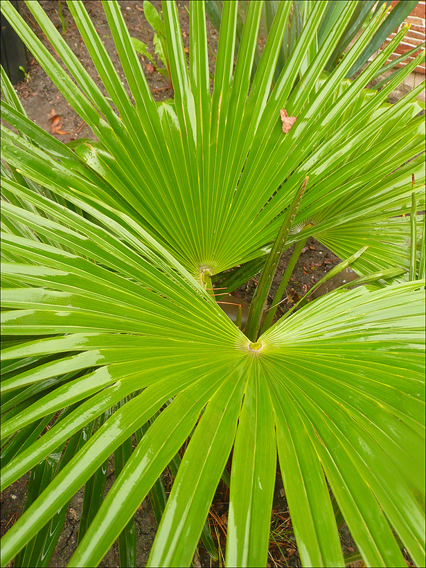 Изображение особи Trachycarpus fortunei.