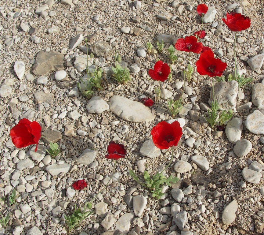 Image of Papaver decaisnei specimen.