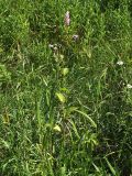 Persicaria pilosa