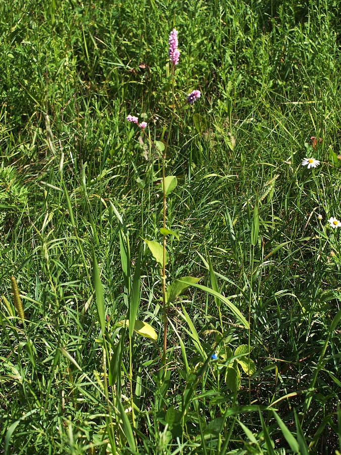 Image of Persicaria pilosa specimen.