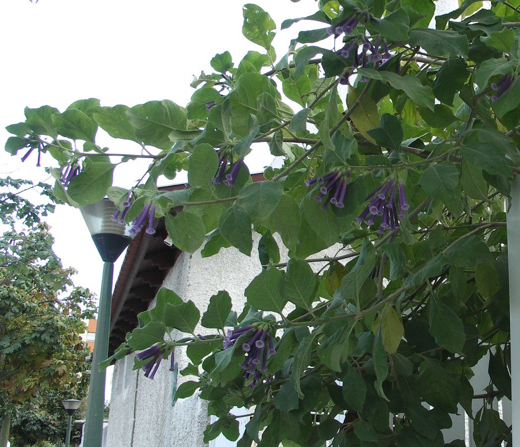 Изображение особи Iochroma cyaneum.