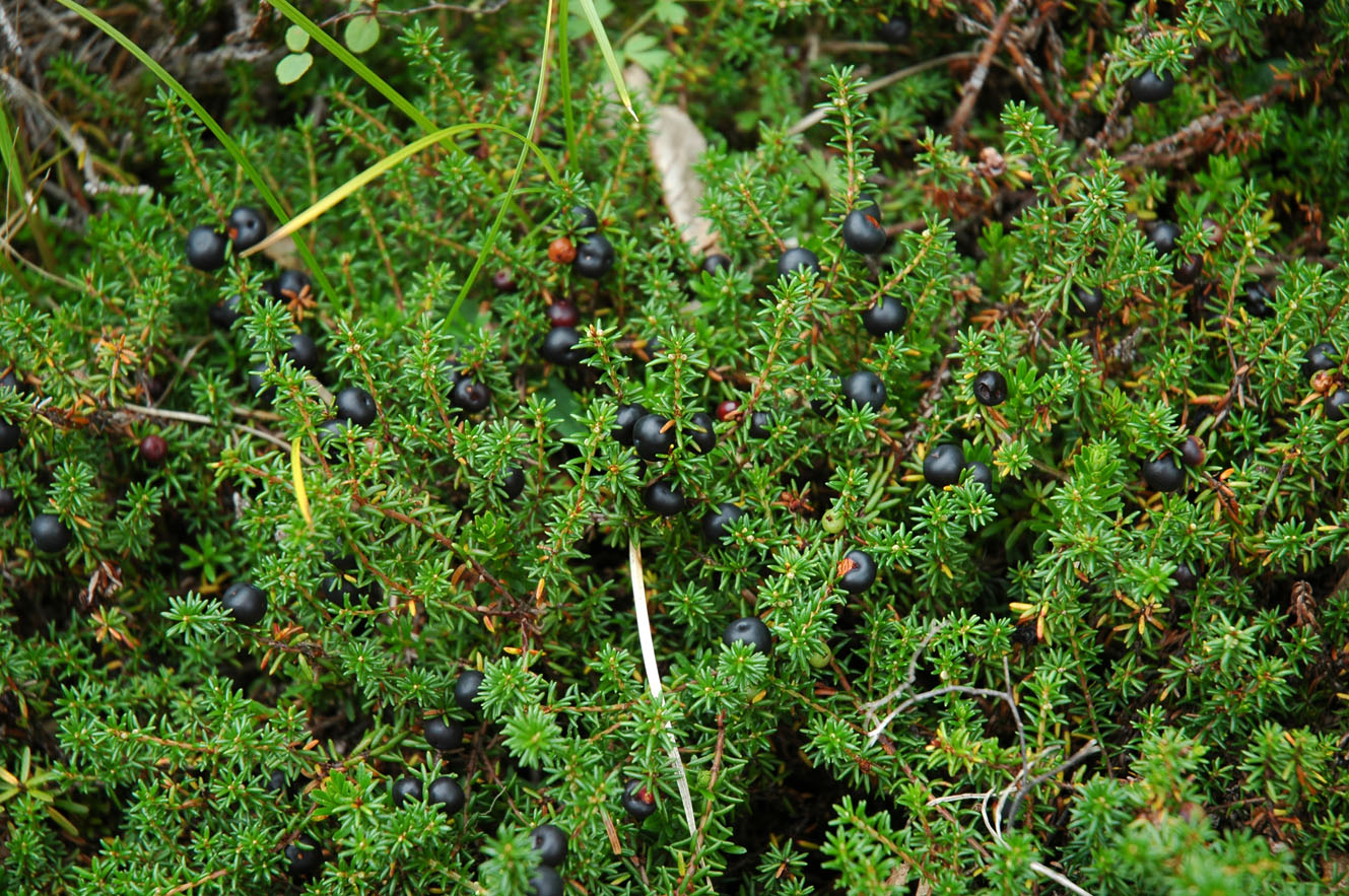 Image of Empetrum stenopetalum specimen.