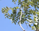 Cassia fistula. Ветвь дерева. Израиль, г. Кирьят-Оно, уличное озеленение. 18.02.2011.