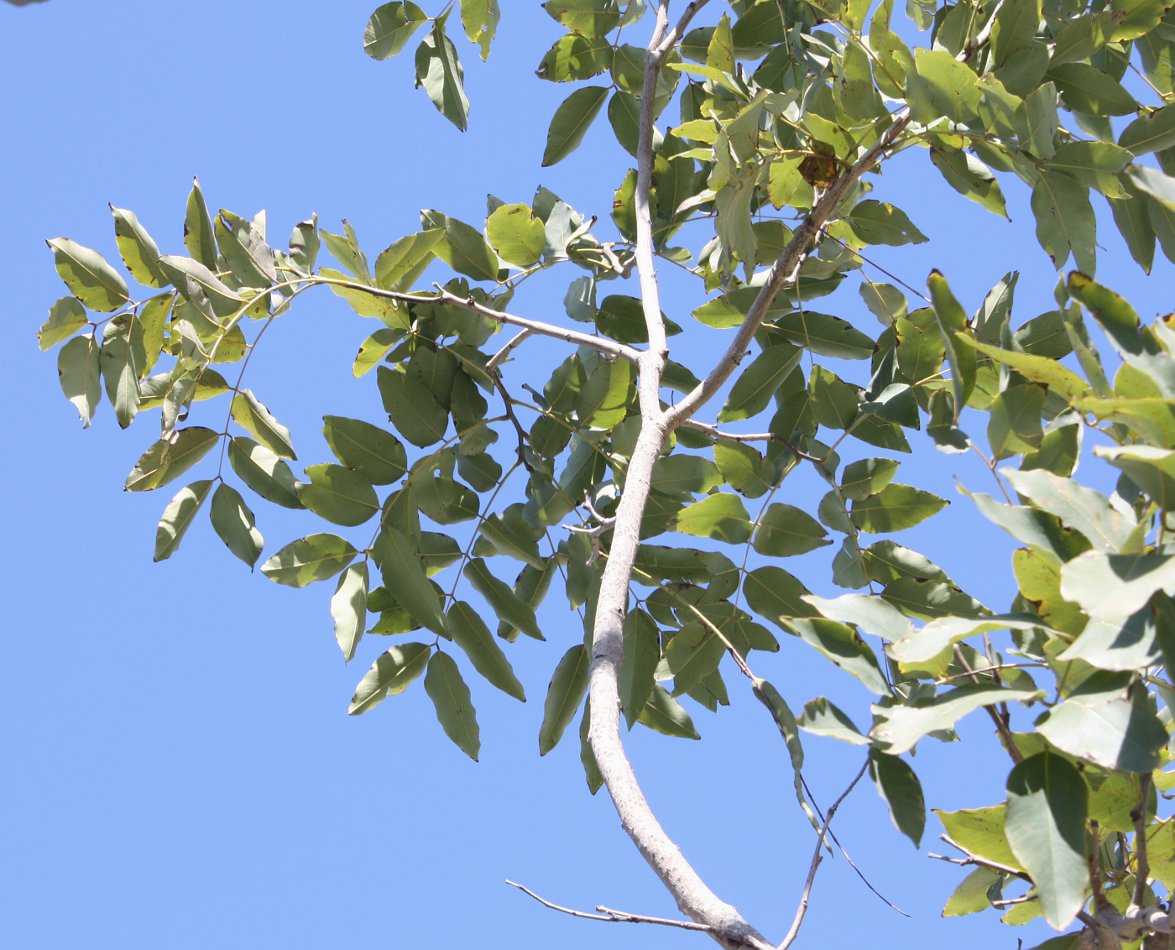 Image of Cassia fistula specimen.