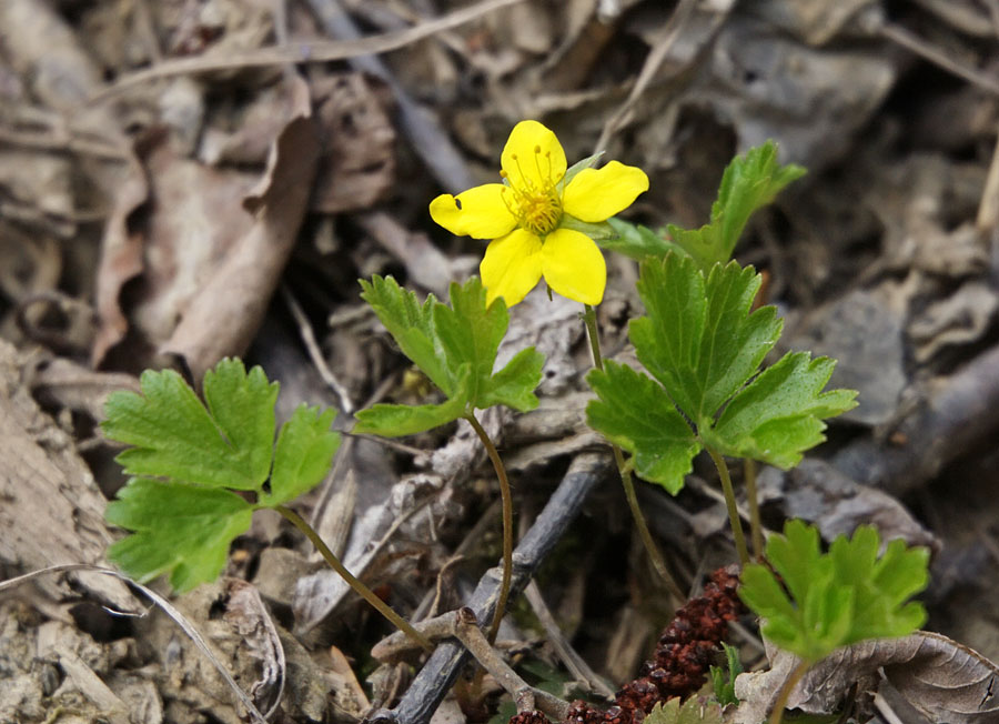 Изображение особи Waldsteinia ternata ssp. maximowicziana.