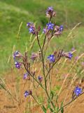 Anchusa azurea. Верхушка цветущего растения. Украина, Донецкая обл., Тельмановский р-н, окр. с. Гранитное, балка Хан-Тарама. 13.06.2011.
