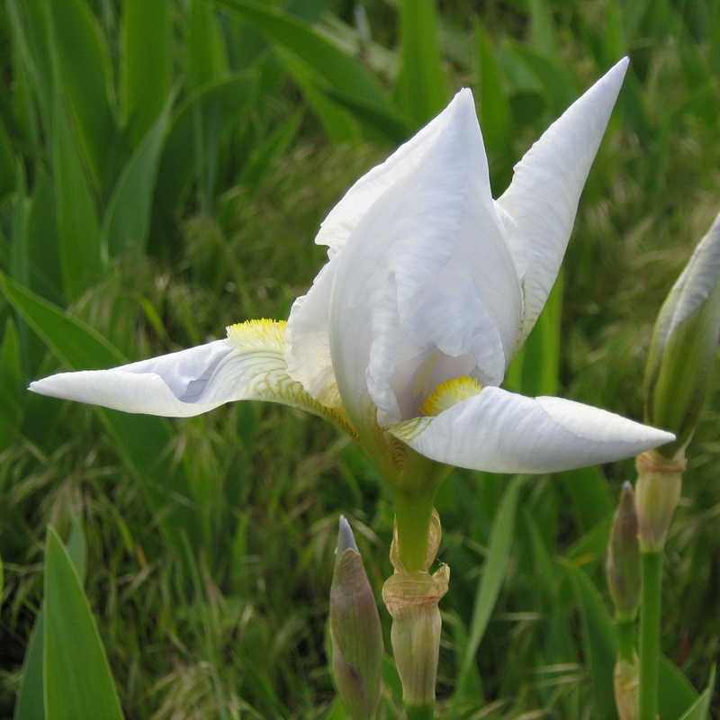 Изображение особи Iris germanica.