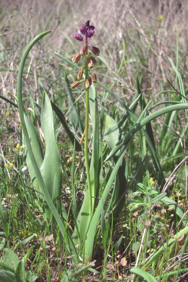 Image of Bellevalia lypskyi specimen.