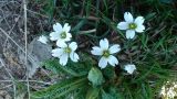 Cerastium purpurascens