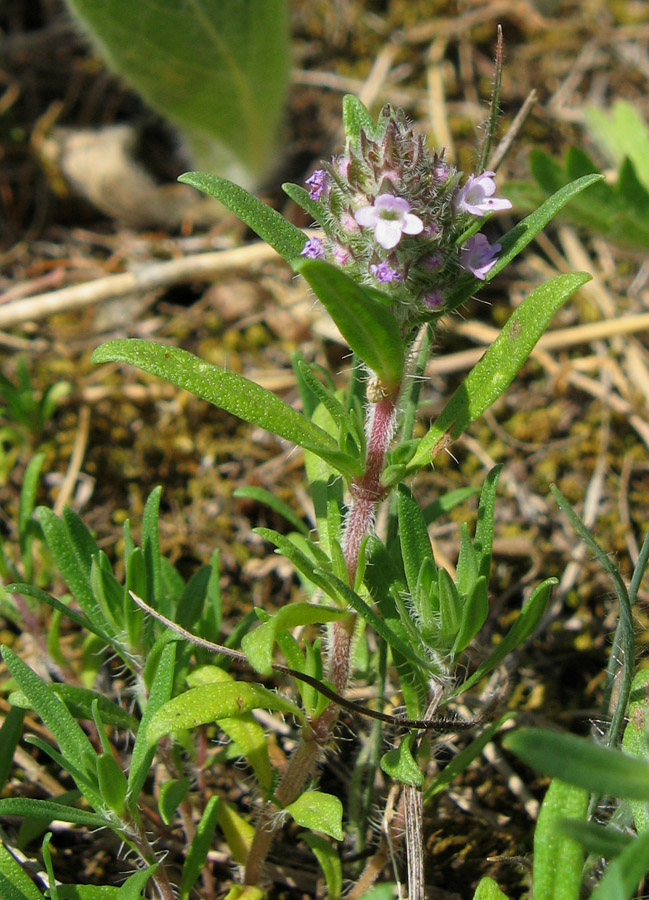 Image of Thymus dzevanovskyi specimen.