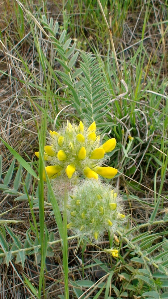 Image of Astragalus finitimus specimen.