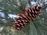 Pinus pallasiana