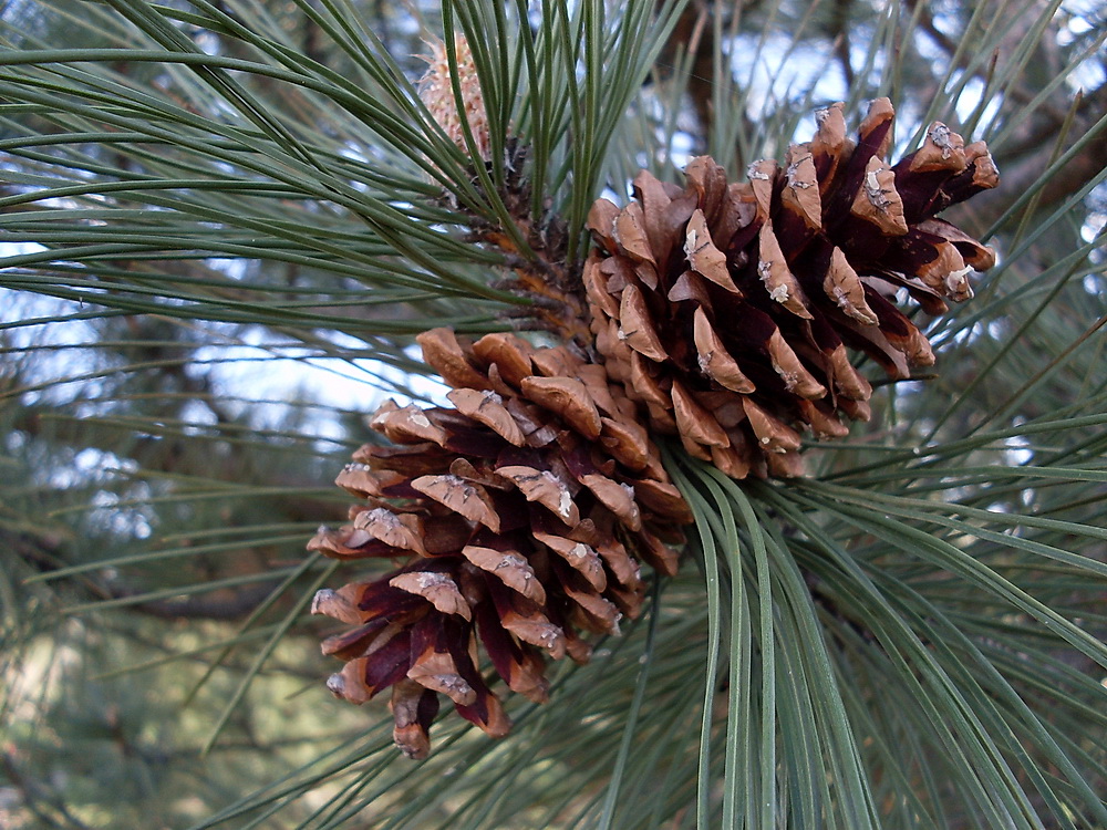 Изображение особи Pinus pallasiana.