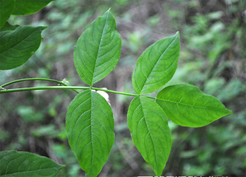 Image of Staphylea pinnata specimen.