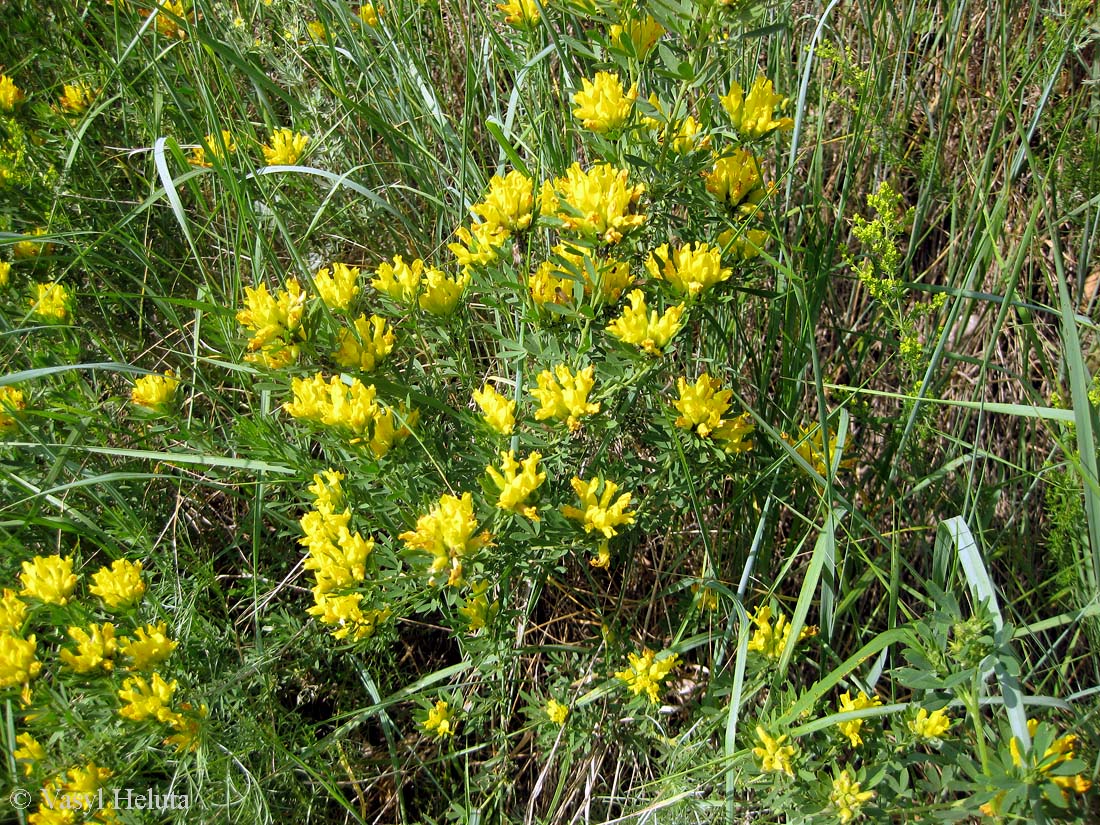 Image of Chamaecytisus austriacus specimen.