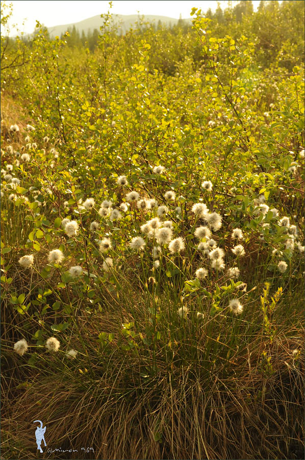 Изображение особи род Eriophorum.