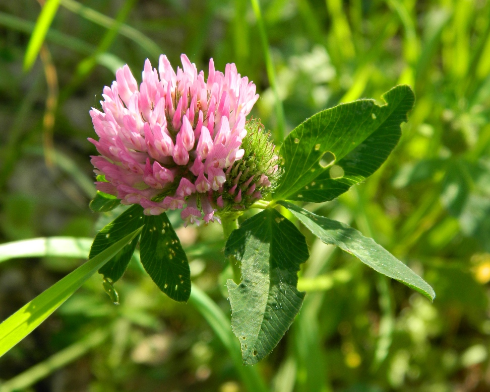 Изображение особи Trifolium pratense.